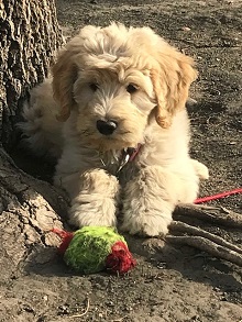 Logo for South Dakota Labradoodles