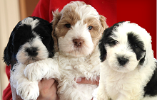 Logo for Family Labradoodles and Goldendoodles