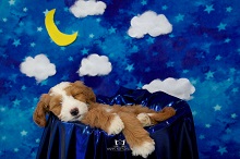 Logo for Goldendoodle Acres