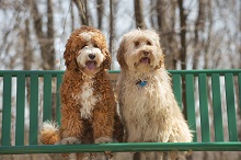 Logo for Royal Australian Labradoodles