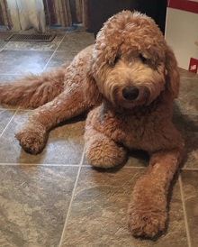 Logo for Danmar Labradoodles