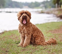 Logo for Lake Keowee Labradoodles