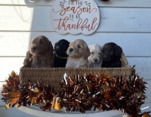 Logo for Whimsical Labradoodles