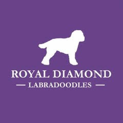 Logo for Royal Diamond Labradoodles
