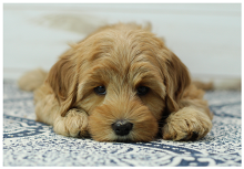 Logo for Cherry Lane Labradoodles
