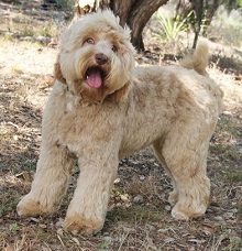 Logo for Coastal Labradoodles