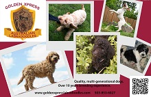 Logo for Golden Xpress Labradoodles