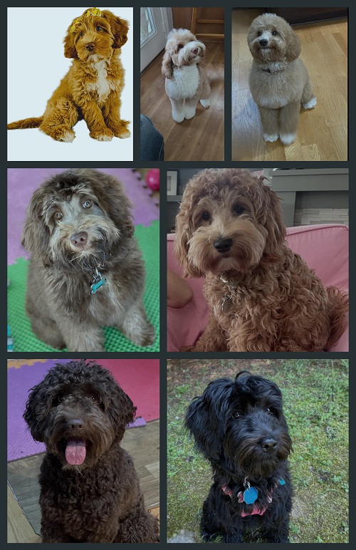Logo for Happy Tails Labradoodles
