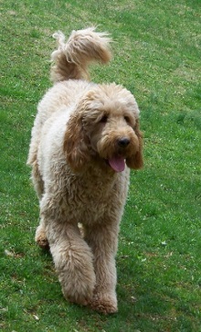 Logo for Snowy River Labradoodles