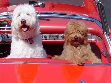 Logo for The Paw Pad Goldendoodles, Inc.