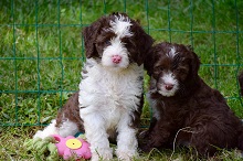 Logo for Australian Heritage Labradoodles
